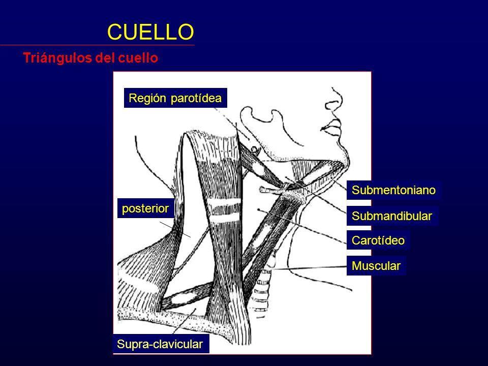 Glándula parótida M. digástrico N. Accesorio N. Transverso G. Submentonianos v. Yugular anterior M. Omohiodeo Sup e inf. Glándula submandibular Ganglios Art.