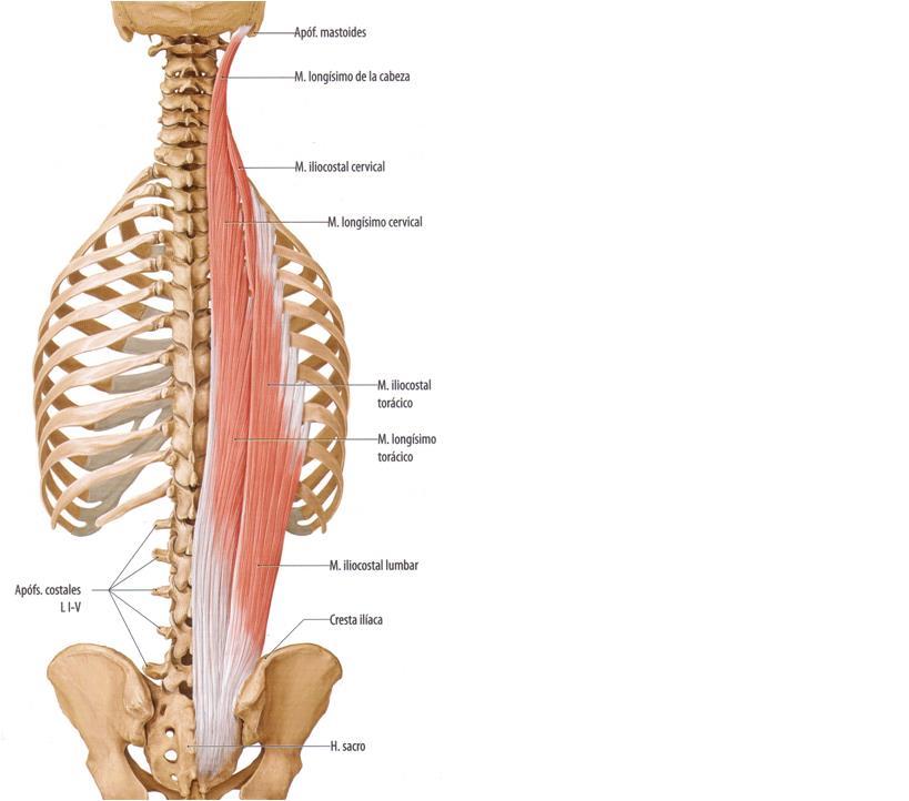M. Longuísimo o dorsal largo Función: flexión, extensión y erector de la