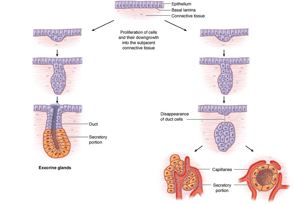 Epitelio glandular Las mayorías de las glándulas se forman a partir de brotes epiteliales hacia el tejido conjuntivo circundante.
