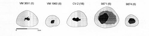 CUEVA VICTORIA: PUERTA DE EUROPA Figura 2: Tomografías de las secciones a la mitad de la diáfisis de húmeros de restos humanos fósiles de Orce ( VM 3691, VM 1960) y Cueva Victoria (CV- 2)