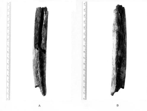 Lámina 1: fotografía de la diáfisis de fémur encontrada en Cueva Victoria. A: cara posterior. Se puede abservar la estrechez del canal medular. B: cara anterior.