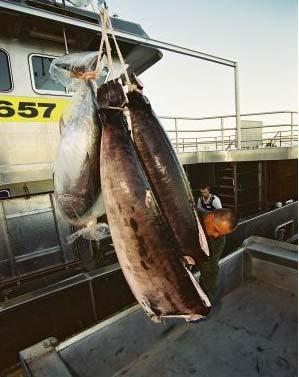 9 Descarga del atún Los tanques son llevados desde el muelle hasta la planta donde se almacenan en bodegas o cuartos de frío donde el pescado se mantiene entre