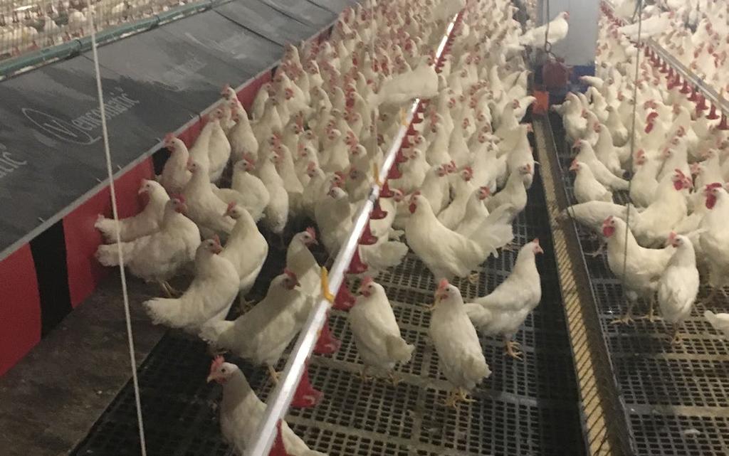 Previniendo los huevos puestos en el piso en sistemas de aviarios/graneros El levante de las pollonas es compatible en los sistemas de aviarios/graneros.