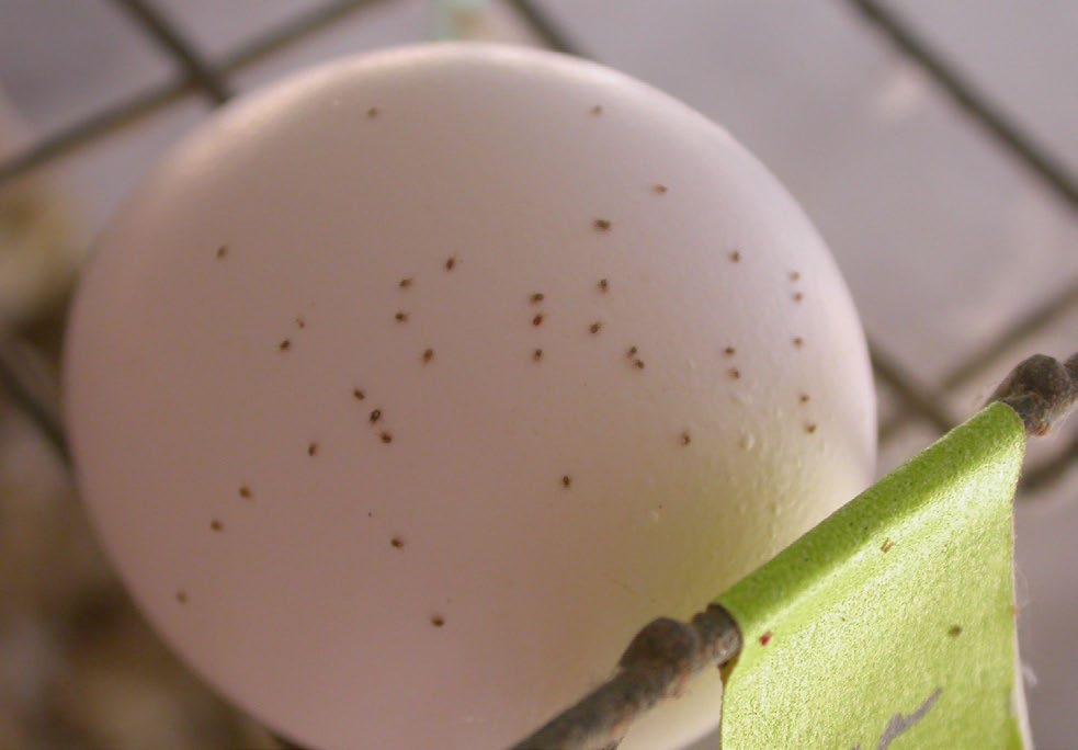 Cuando hay infestaciones severas, los ácaros pueden encontrarse en los huevos, en las bandas de los huevos y en los trabajadores avícolas.