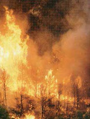 Fuegos prescriptos bajo dosel 258 2800 1-3 Fuegos calientes.
