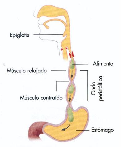 FISIOLOGÍA INTRODUCCIÓN Como ya sabemos, la digestión consiste en la conversión de las macromoléculas (sustancias de gran masa molecular) insolubles y difusibles (no pueden atravesar las membranas