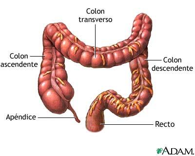 INTESTINO GRUESO El intestino delgado termina en el intestino grueso. En el intestino grueso, de 1,5 m de longitud se distinguen tres partes: - Colon ascendente - Colon transverso - Colon descendente.