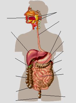 Boca 1 Hígado 5 2 Glándulas salivares parótida, sublingual y submaxilar 3 4 7 Esófago Estómago Duodeno Vesícula biliar 6 10 Colon ascendente 15 11 12 8 Glándula que está por detrás del estómago,
