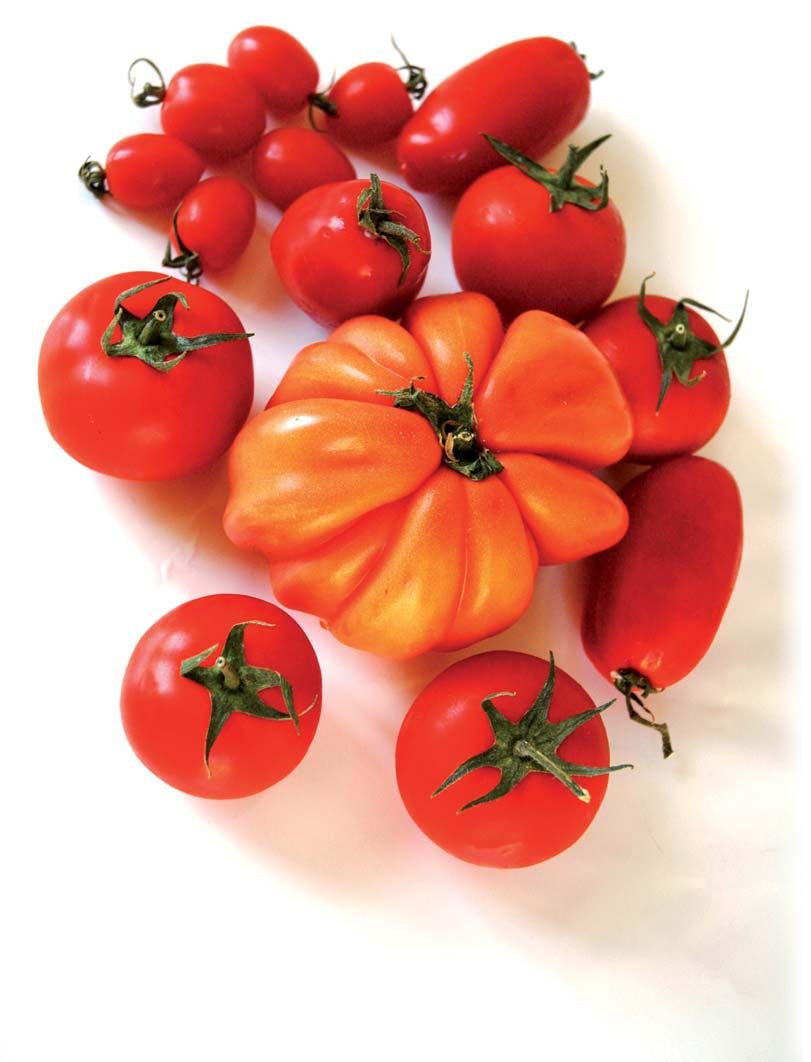 Otras variedades de TOMATE Resultados de la campaña 2008 JUAN IGNACIO MACUA, INMACULADA LAHOZ, ANGEL SANTOS, JAIME ZABALETA Y SERGIO CALVILLO el mercado del tomate es muy dinámico.