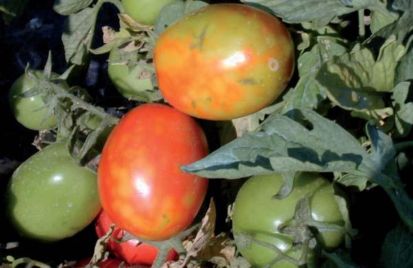 Resultados de calidad industrial de las variedades de tomate all flesh tomate de industria Variedades resistentes a bronceado el objetivo de este ensayo era estudiar el comportamiento tanto