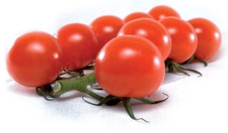tomate de industria Variedades de tomate tipo cherry o cereza para cosecha única el objetivo de este ensayo ha sido determinar, dentro del material vegetal de tomate tipo Cherry o cereza, aquél que