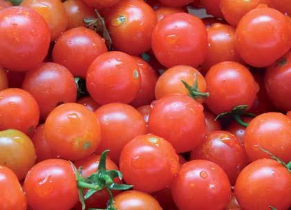 Además de la producción en sí, en el cultivo de tomate cherrry es importante lograr una homogeneidad de calibres en los frutos cosechados.