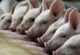 Al Consumidor: Los precios de los cortes de cerdo se han equiparado con los de carne