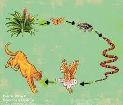 Els éssers vius d'un ecosistema s'alimenta dels uns als altres. DEFINICIÓ Per representar les relacions d'alimentació s'utilitza un esquema anomenat cadena alimentaria. DE QUÈ S'ALIMENTEN? 3.