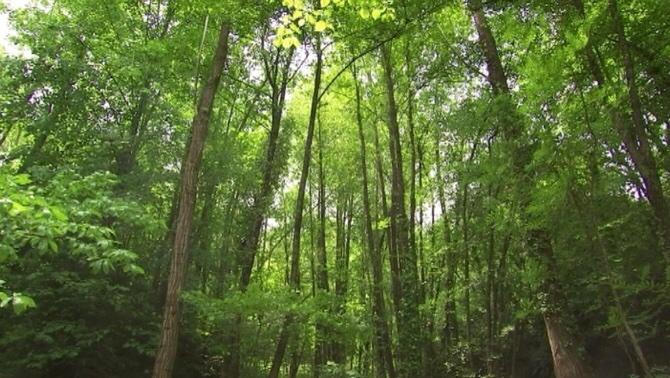 Els boscos de l'ecosistema El bosc es un ecosistema en que la vegetació predominant es arboria.