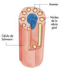 La célula que rodea al axón (célula de Schwann u oligodentrocito) están enrolladas en espiral formando la envoltura de mielina. La mielina es un lípido de la membrana plasmática.