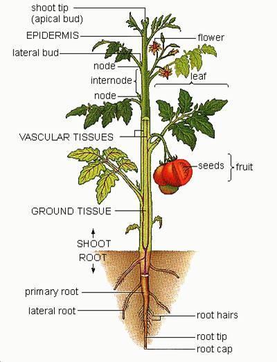 1. Tejidos vegetales. Plantas cormofitas. Son los que tienen las cormofitas, es decir, las plantas que presentan una organización corporal de tipo cormo con órganos especializados.