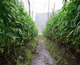 Equizabal San Salvador, El Salvador cultivo de chile con riego por goteo, Jiquilisco. Usulután llevar el agua hasta los cultivos.