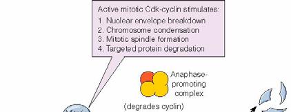 pasoalafasemfosforilando y activando otras proteina