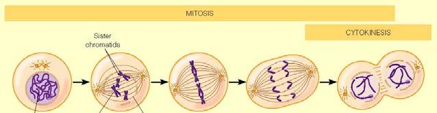 El ciclo celular eucariota: (a) La fase M (mitótica; proceso de