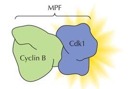 La progresión de las células eucariotas a través del ciclo de división celular está controlada por mecanismos moleculares.