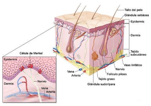 CCM: INTRODUCCIÓN Tumor neuroendocrino de la piel, se