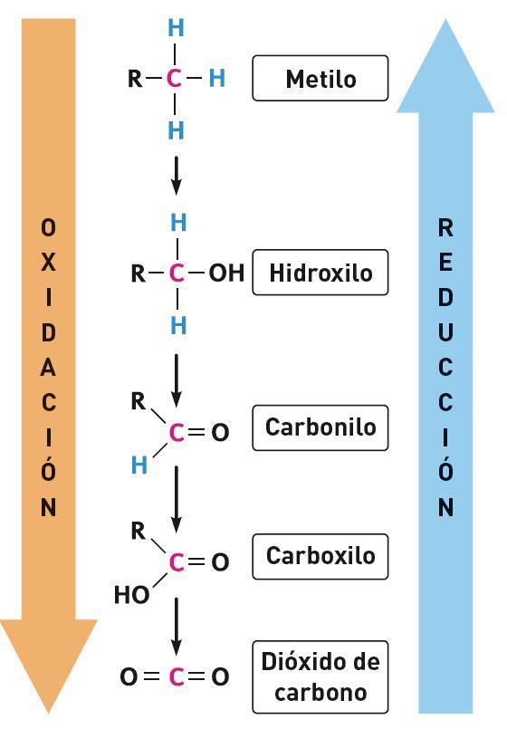 Oxidación y reducción de los grupos funcionales de interés en Bioquímica A medida que se oxida el carbono