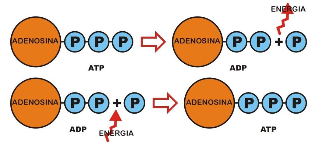 Acoblament catabolisme - anabolisme Catabolisme i anabolisme han d estar acoblats i coordinats. La coordinació és realitzada gràcies a unes proteïnes específiques anomenades enzims.
