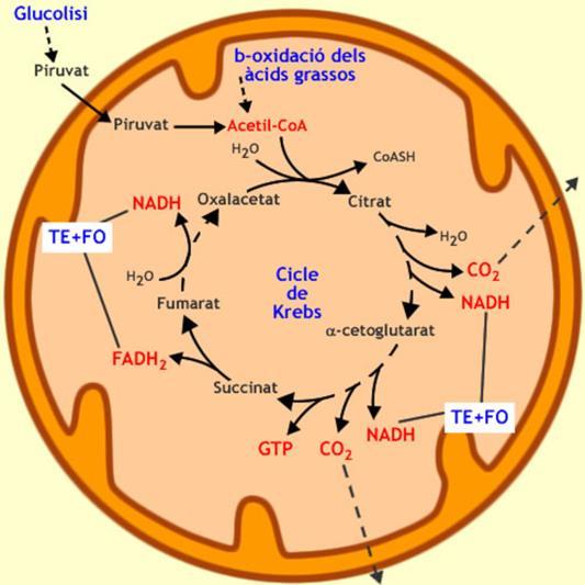 De totes elles s obté àcid pirúvic o acetil-coa, molècules més menudes que entren al cicle de Krebs. Ací es produeixen els transportadors d hidrogen (NADH i FADH2) que entren a la cadena respiratòria.