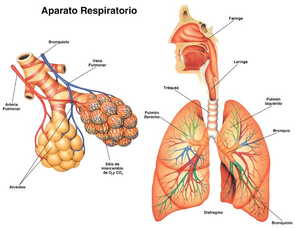 L Aparell Respiratori: És l encarregat de captar l oxigen (O 2 ) de l aire i introduir-lo en els pulmons, des d on passa a la sang.