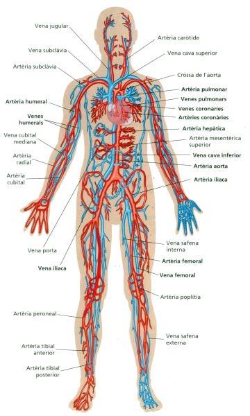 L Aparell Cardiovascular: És l encarregat d impulsar i transportar la sang per tot l organisme. Components: La sang: líquid que transporta, entre altres elements, els nutrients i l oxigen.