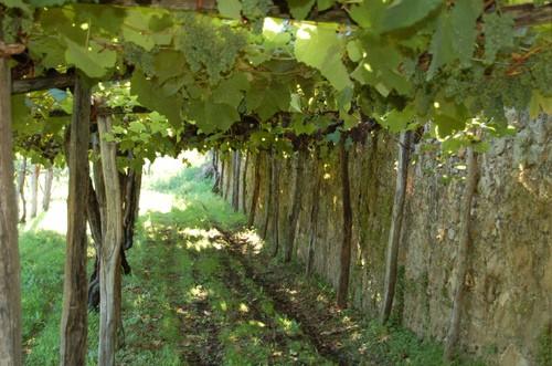 HONDARRIBI BELTZA Es una variedad de uva tinta originaria del País Vasco. De brotacion temprana y maduracion tardia.