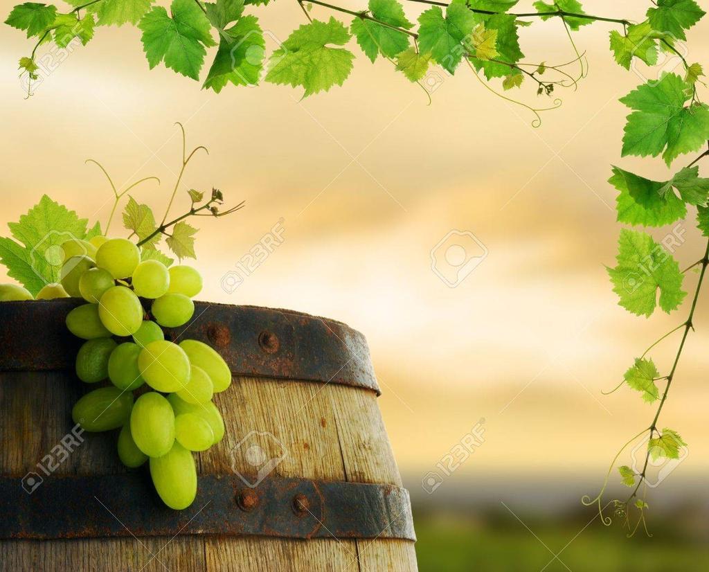 TXAKOLI FERMENTADO EN BARRICA Se suele hacer solo con determinados viñedos, ubicados en parcelas con buenas exposiciones. Tiene tonalidades que van de amarrillo pajizo al palido.