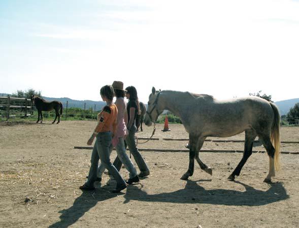 Las sesiones se realizan pie a tierra con los caballos y, mediante una serie de actividades diseñadas por profesionales, se recrean metáforas de la vida real y se buscan soluciones bajo la