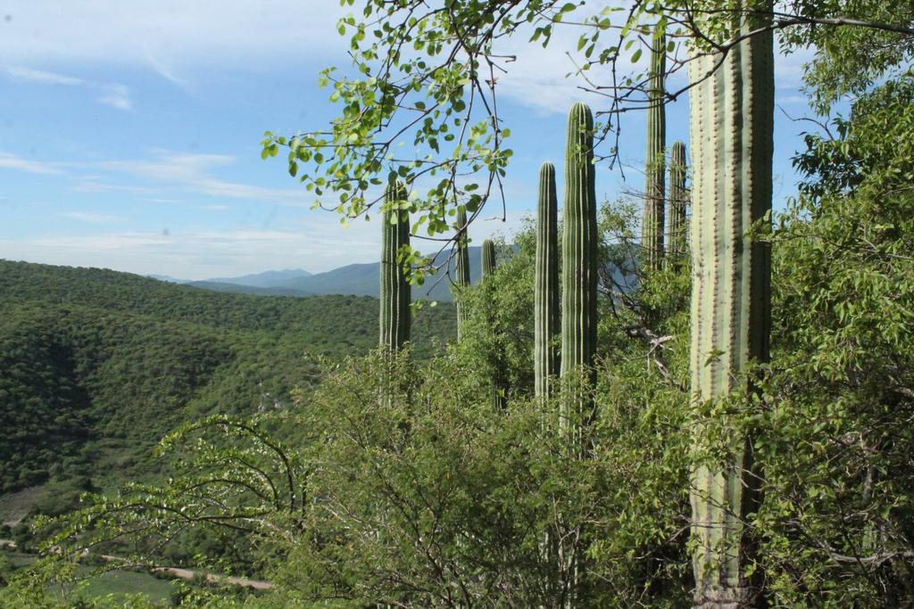 [1] Parque Estatal Es el último espacio forestal, con vegetación nativa bajo criterio de protección, dentro del municipio de Jiutepec.