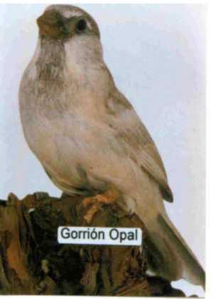 GORRIÓN COMÚN (Mutación Opal) Características del macho En invierno de color carne oscura.
