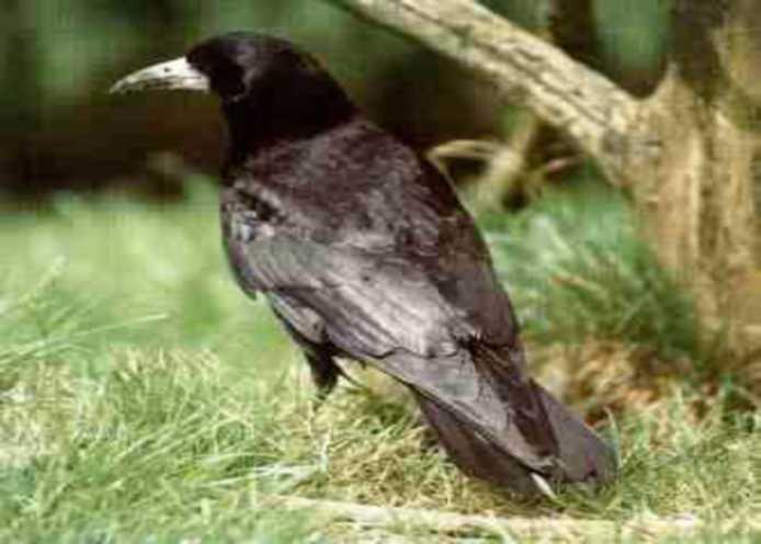 GRAJA (corvus frugilegus) Características del macho y de la hembra Negro; el pico es más derecho y más afilado que en la corneja negra; tiene la base del pico descarnado (gris-blancuzco); la base del
