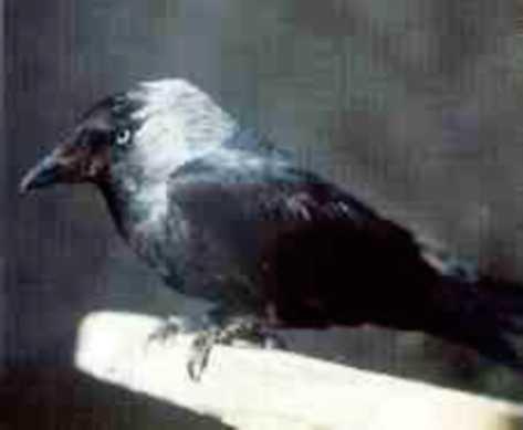 Caracteristicas del macho y de la hembra GRAJILLA (Corvus monedula) CORONA NUCA Y MEJILLAS Negro con pelos eréctiles negros Gris-azul con la pupila negra Negra Gris-plateado, aclarándose