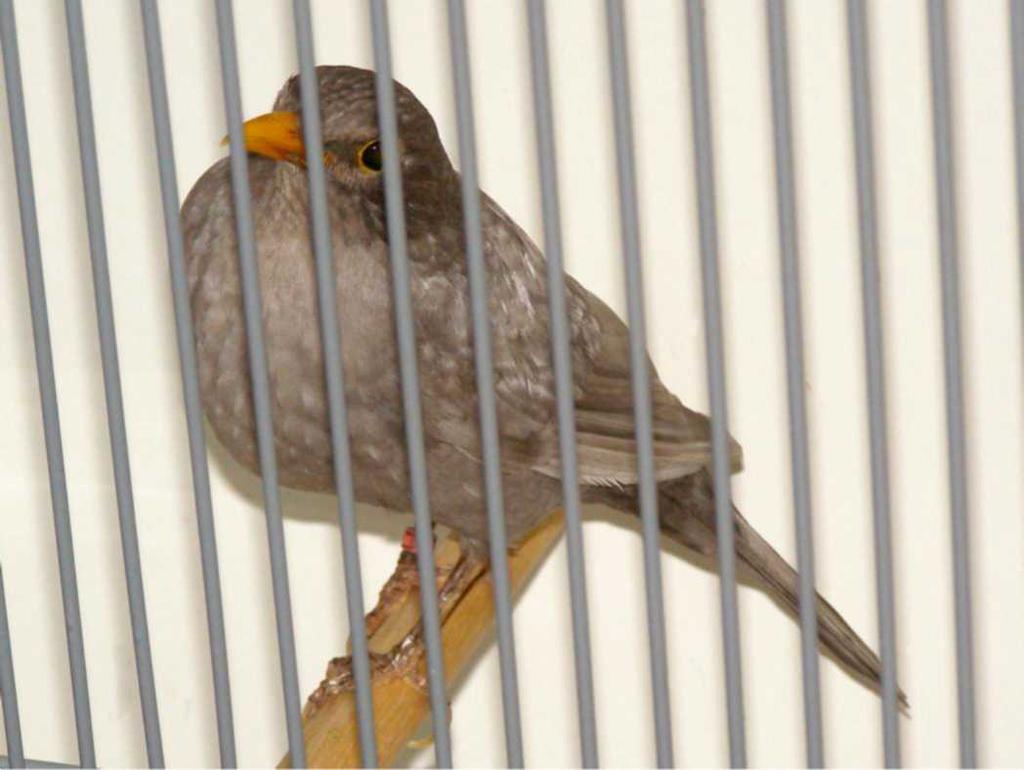 MIRLO PASTEL CARACTERISTICAS DEL MACHO Amarillo naranja (pájaro adulto). Bruno oscuro (clase A). Bruno oscuro, con un círculo ocular amarillento. Gris (ligeramente estriada).