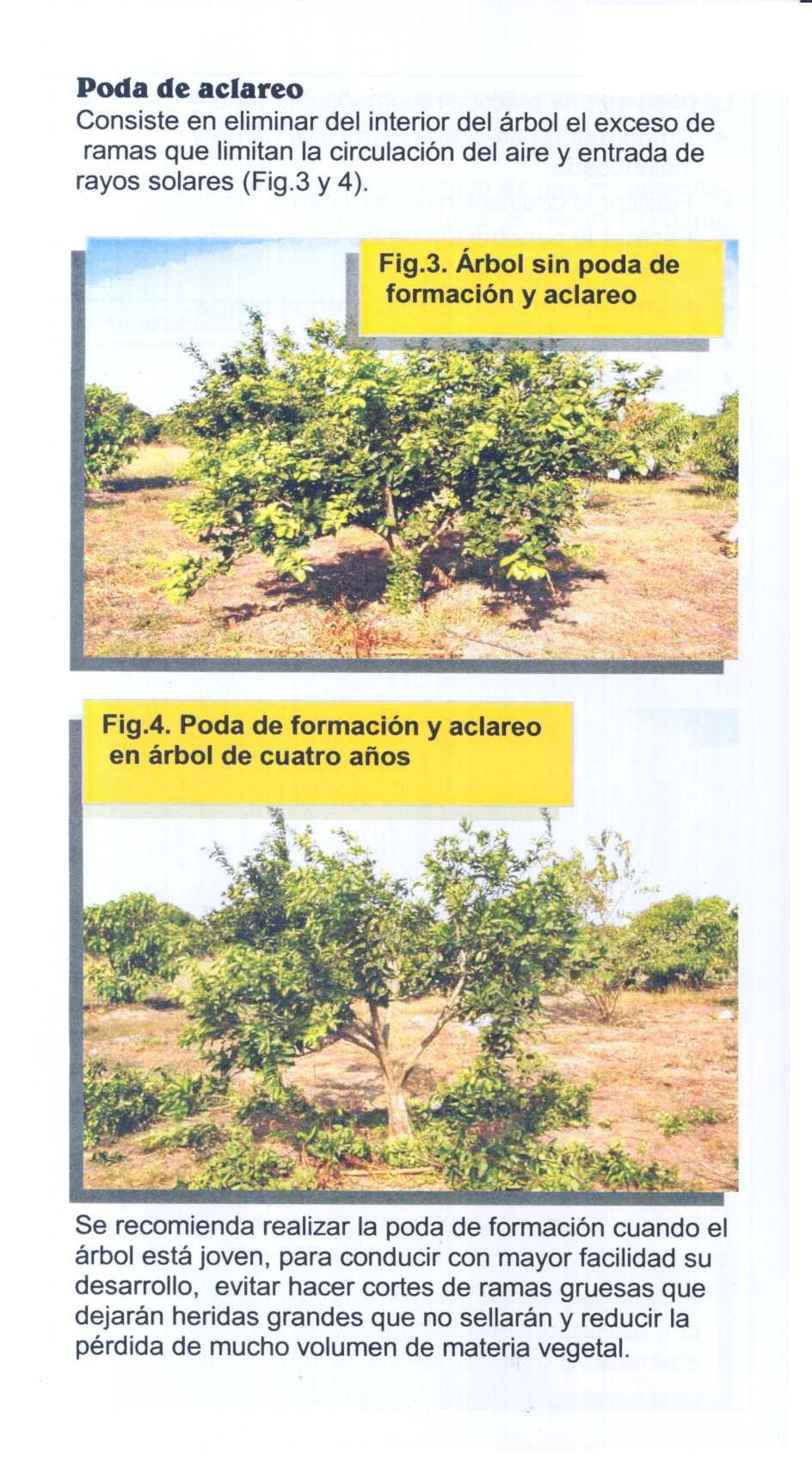 Poda de aclareo Consiste en eliminar del interior del árbol el exceso de ramas que limitan la circulación del aire y entrada de rayos solares (Fig.3 y 4). Fig.3. Árbol sin poda de formación y aclareo y Fig.