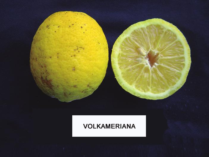 Propagación de los cítricos Figura 5. Fruto de limón Volkameriana. Citrumelo Swingle (Poncirus trifoliata Raf. x Citrus paradisi Macf.) Se originó por una hibridación entre Poncirus trifoliata Raf.