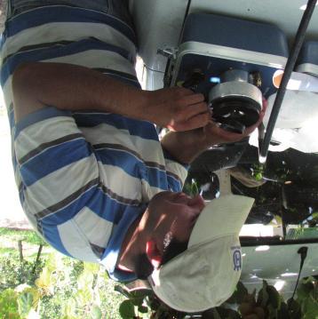 Uva de Mesa Se realizó un ensayo en una parcela experimental durante las temporadas agrícolas 2007-08 y 2008-09 en el sector de El Sauce, comuna de Coltauco, Región de O Higgins.