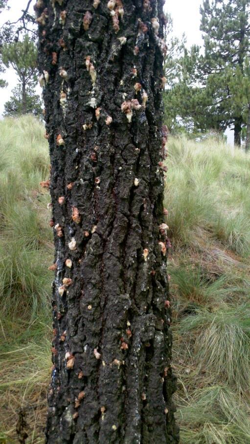 INSECTOS DESCORTEZADORES Dentro de las plagas de importancia que se encuentran afectando anualmente superficies y volúmenes considerables de vegetación de pino en el País, se encuentran los insectos