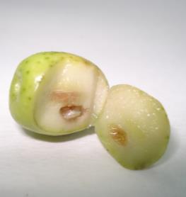 (Bactrocera oleae) Danys: Reducció de la collita Caiguda del fruit Disminució