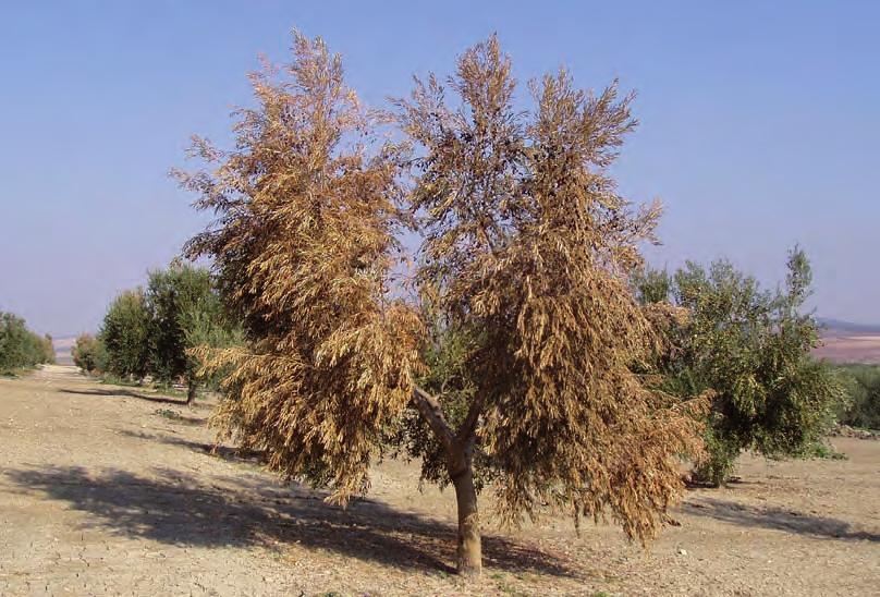 Aunque es frecuente que los síntomas aparezcan de forma parcial en la planta (afectando a una o varias ramas, o sólo a un pie), en ocasiones, especialmente en la apoplejía de árboles jóvenes, la
