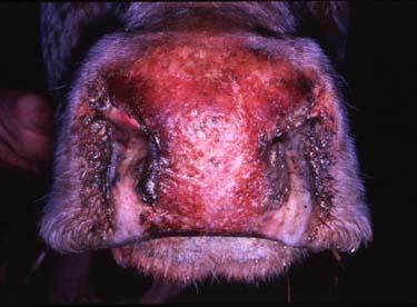 Rinotraqueitis infecciosa/vulvovaginitis Pustular Contagiosa (Herpesvirus Bovino 1 BHV-1).-Altamente contagioso entre los bovinos..-todas las edades son susceptibles a la infección.