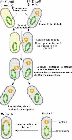 Conjugación: 1) Pili sexual establece puente entre célula F+ y F- 2)