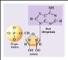 Estructura del ADN: Nucleótido: Base nitrogenada (púrica o pirimidínica) + fosfo 2 desoxirribosa