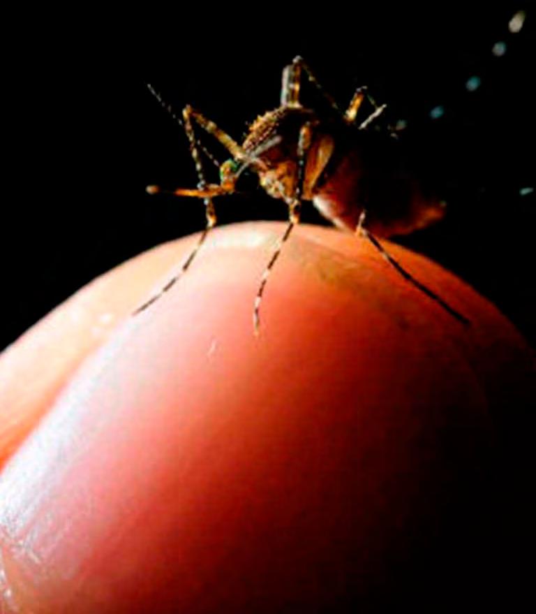 actualidades en salud ambiental empresalud El paludismo o malaria es una enfermedad causada por el parásito denominado Plasmodium que se transmite a través de la picadura de mosquitos hembras