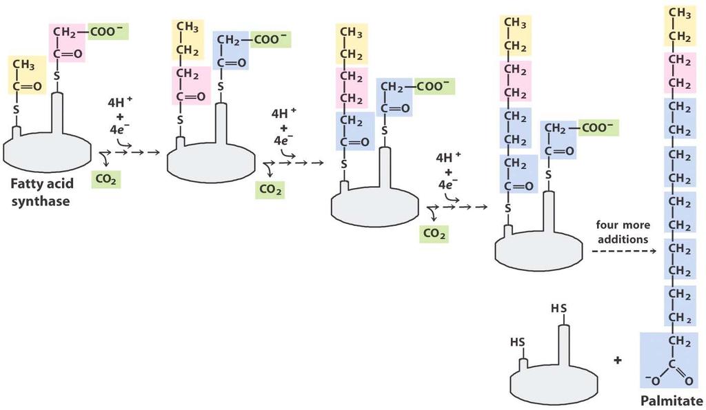 Síntesis de Palmitato 1 2 3 4 5 6 7 El primer ciclo incorpora 4C, cada ciclo restante incorpora 2C, para sintetizar un palmitato (C 16